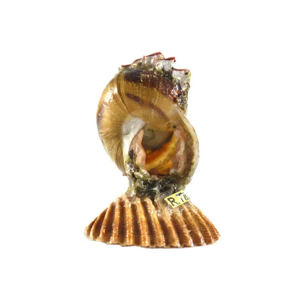 Lumaca